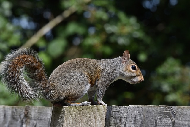 squirrel-control-markham